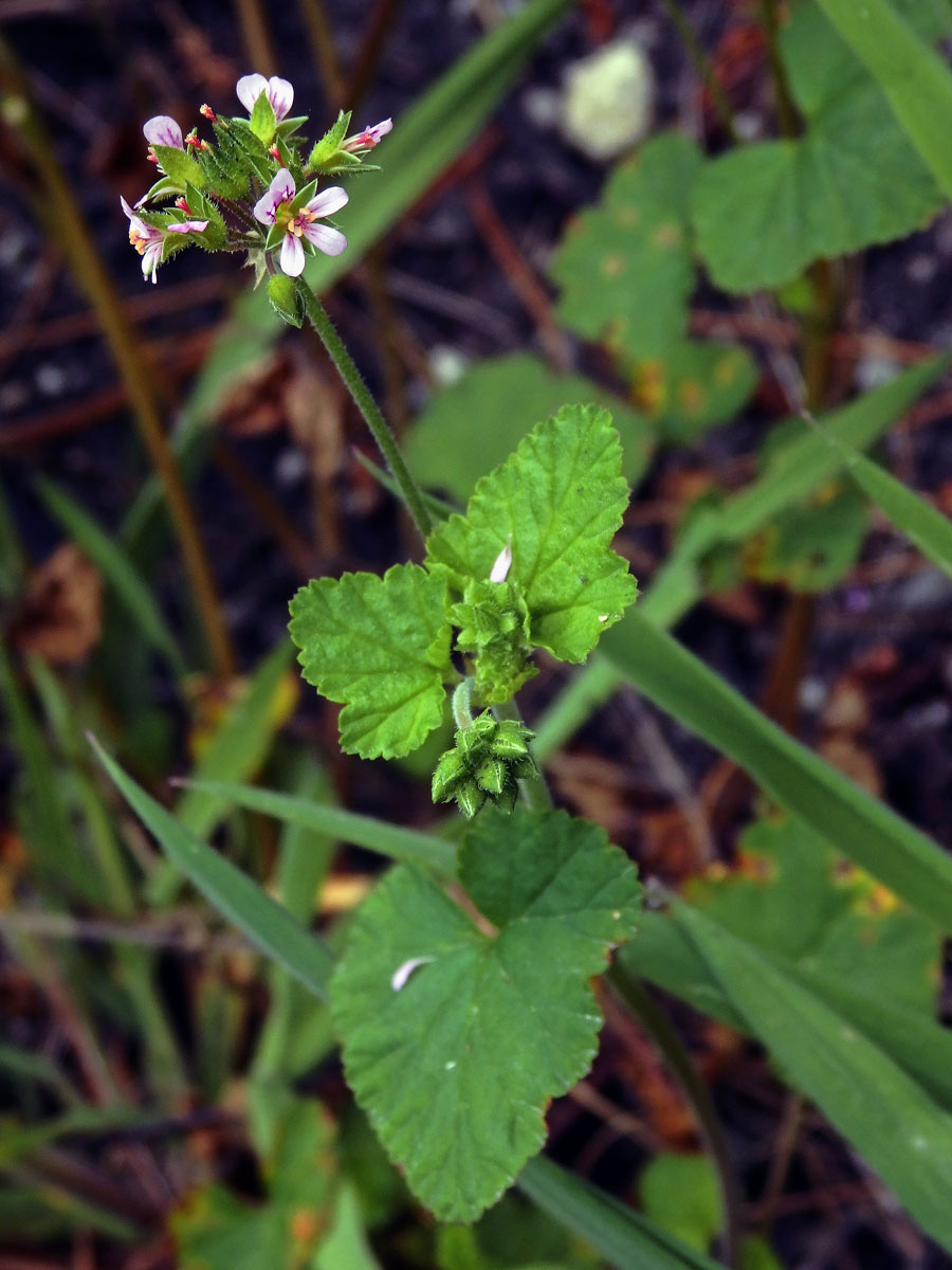 Pelargónie (Pelargonium inodorum Willd.)