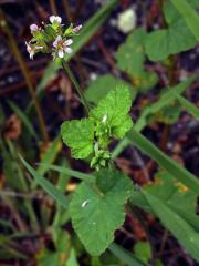 Pelargónie (Pelargonium inodorum Willd.)