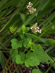 Pelargónie (Pelargonium inodorum Willd.)