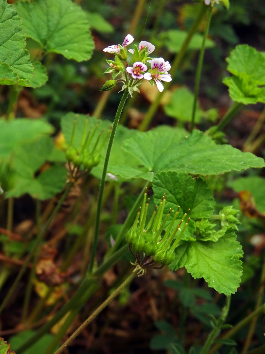 Pelargónie (Pelargonium inodorum Willd.)