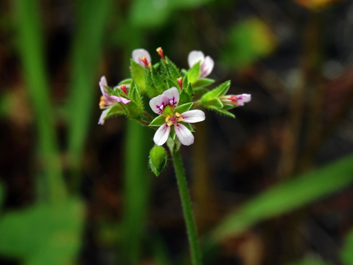 Pelargónie (Pelargonium inodorum Willd.)