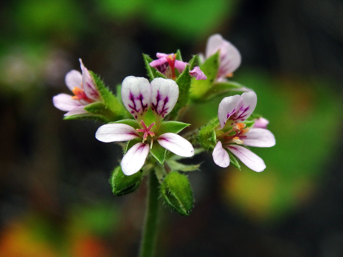 Pelargónie (Pelargonium inodorum Willd.)