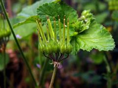 Pelargónie (Pelargonium inodorum Willd.)