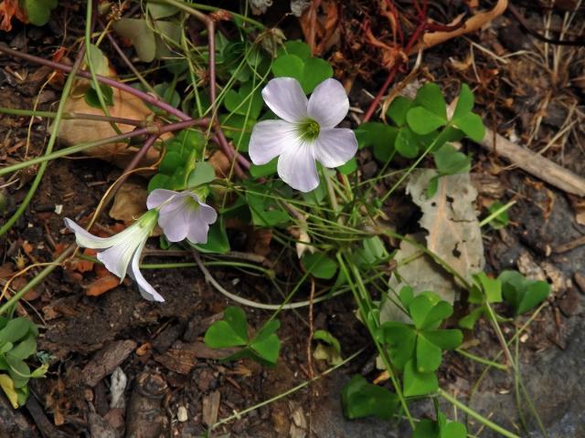 Šťavel (Oxalis incarnata L.)