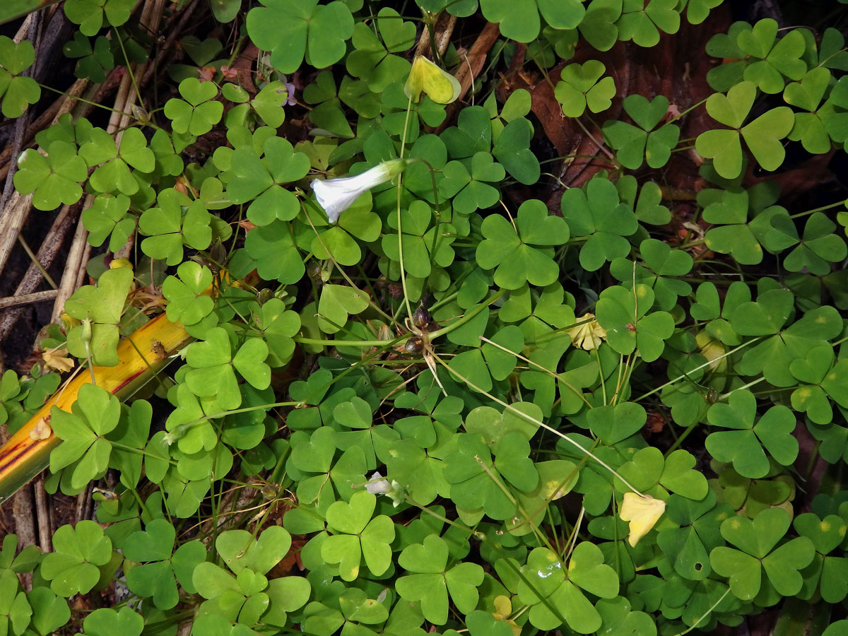 Šťavel (Oxalis incarnata L.)