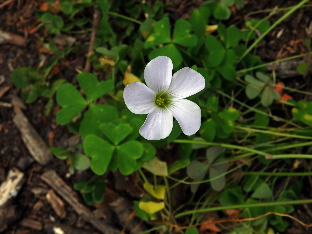 Šťavel (Oxalis incarnata L.)