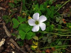 Šťavel (Oxalis incarnata L.)