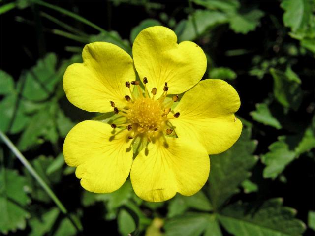 Mochna plazivá (Potentilla reptans L.)