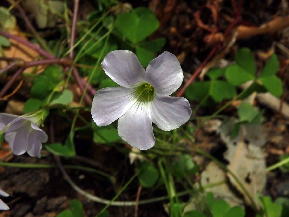 Šťavel (Oxalis incarnata L.)