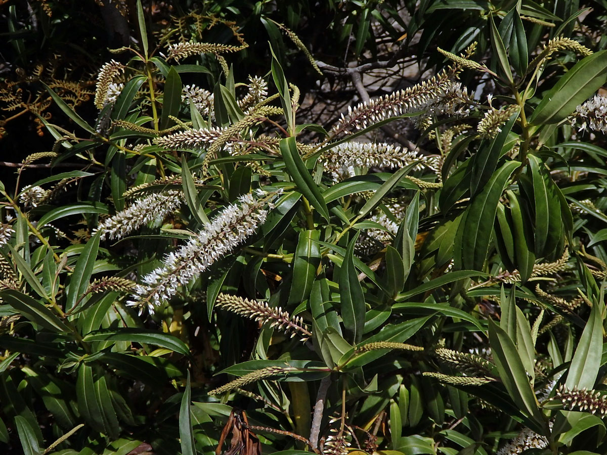 Rozrazil (Veronica salicifolia G. Forst.)