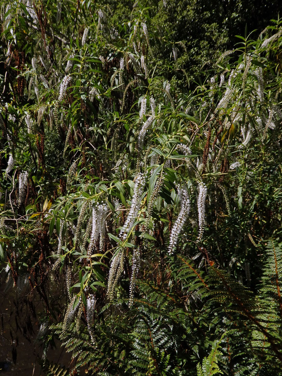 Rozrazil (Veronica salicifolia G. Forst.)