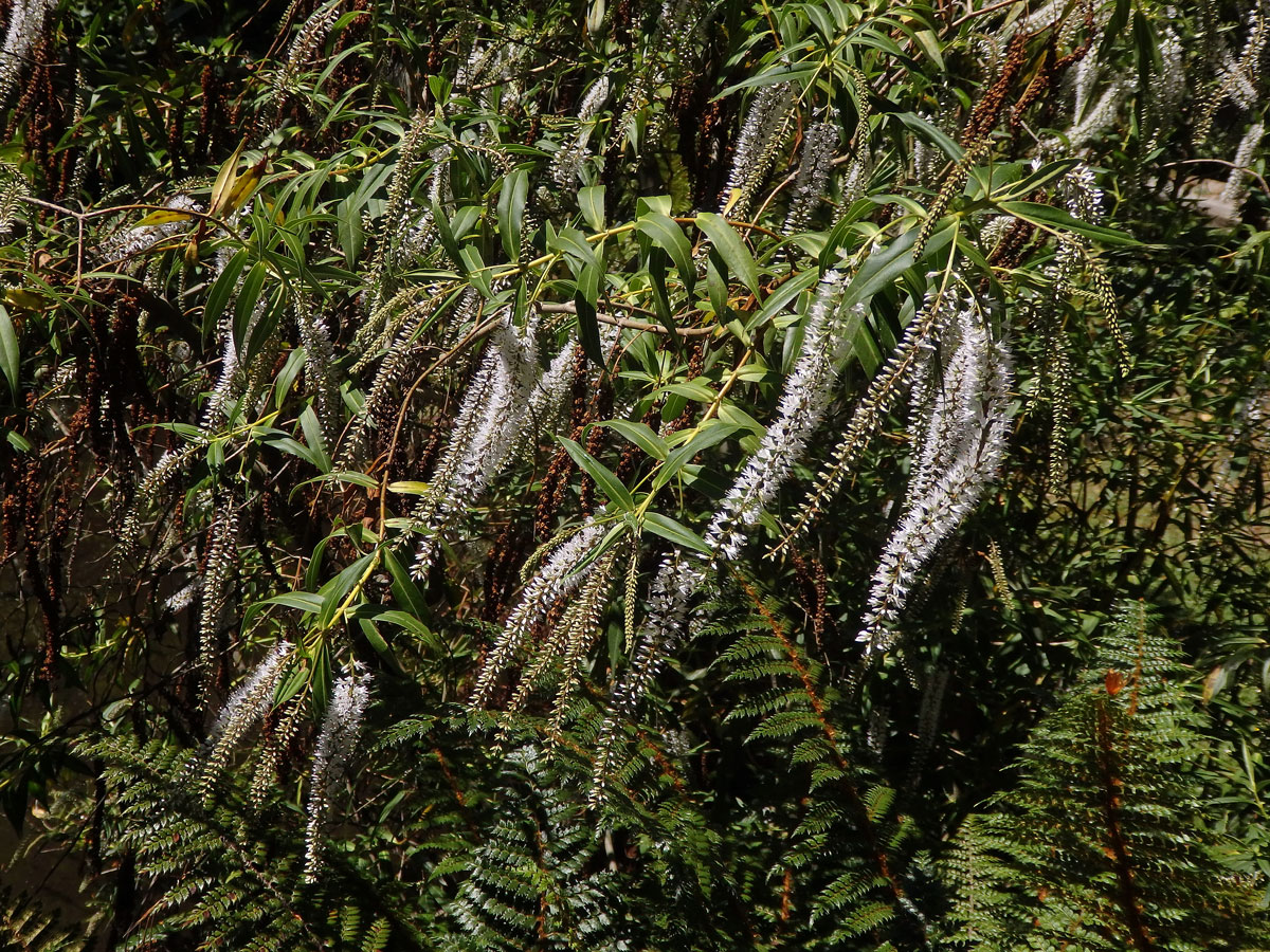 Rozrazil (Veronica salicifolia G. Forst.)