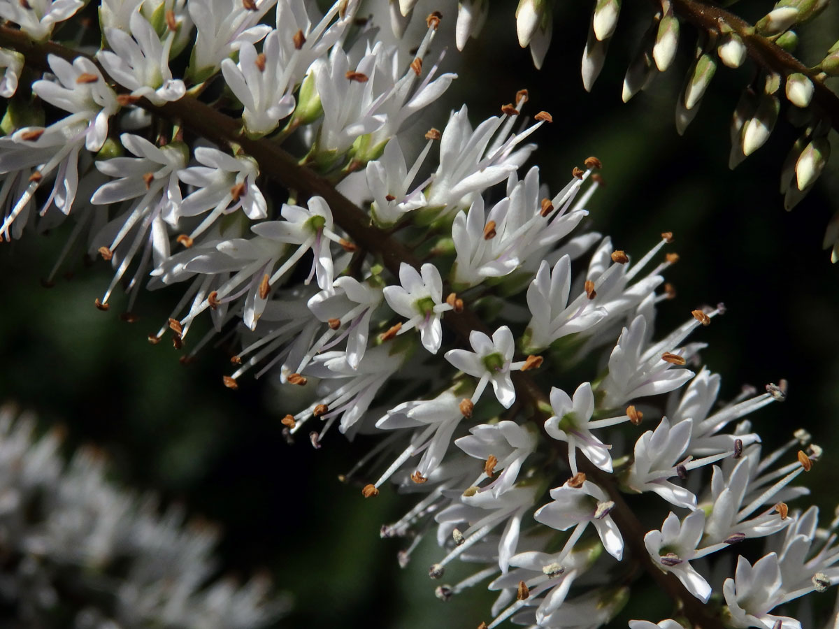 Rozrazil (Veronica salicifolia G. Forst.)