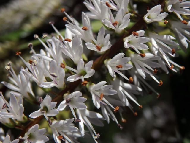 Rozrazil (Veronica salicifolia G. Forst.)