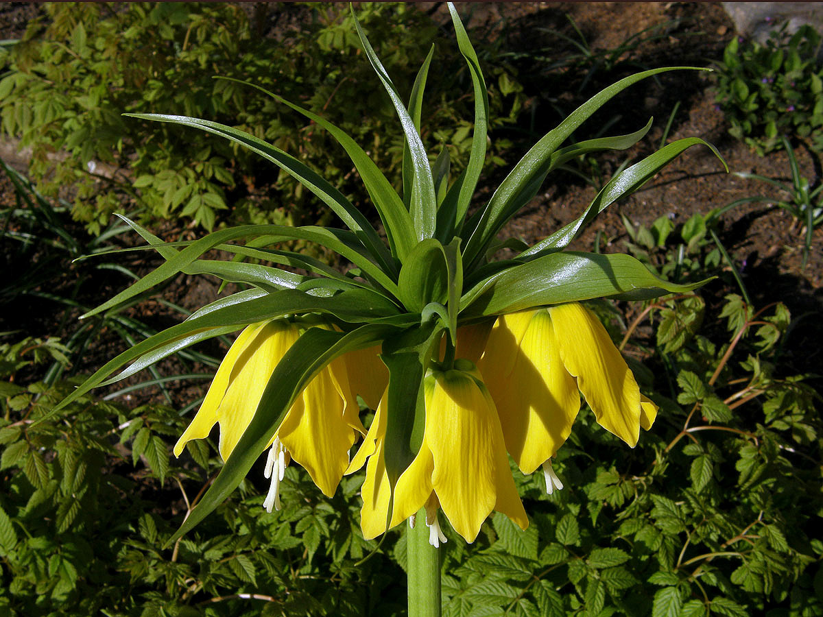 Řebčík královský (Fritillaria imperialis L.)