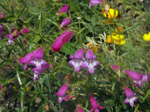 Dračík (Penstemon campanulatus (Cav.) Wild.)