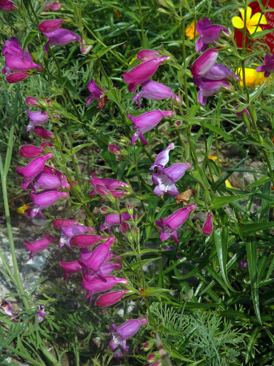 Dračík (Penstemon campanulatus (Cav.) Wild.)