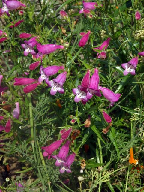 Dračík (Penstemon campanulatus (Cav.) Wild.)