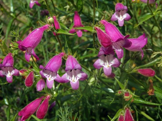 Dračík (Penstemon campanulatus (Cav.) Wild.)