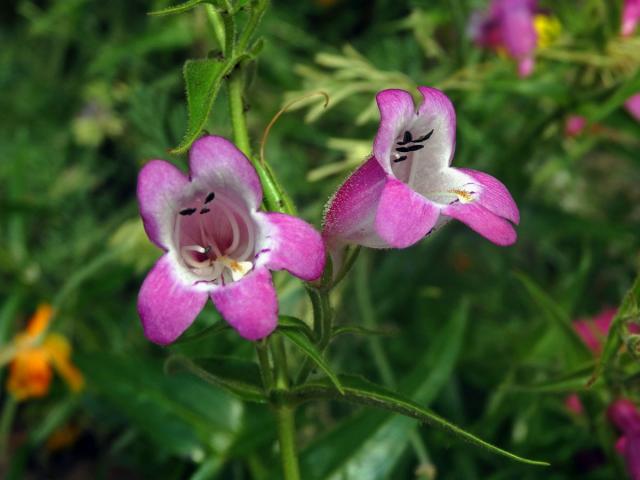 Dračík (Penstemon campanulatus (Cav.) Wild.)