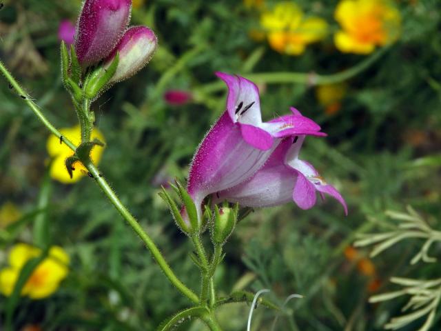 Dračík (Penstemon campanulatus (Cav.) Wild.)