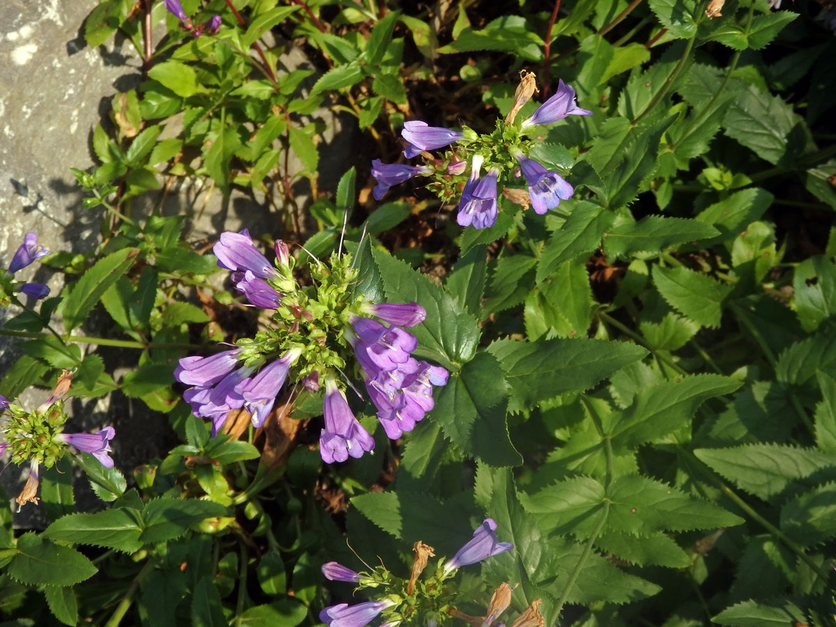 Dračík (Penstemon montanus Greene)