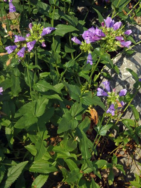 Dračík (Penstemon montanus Greene)