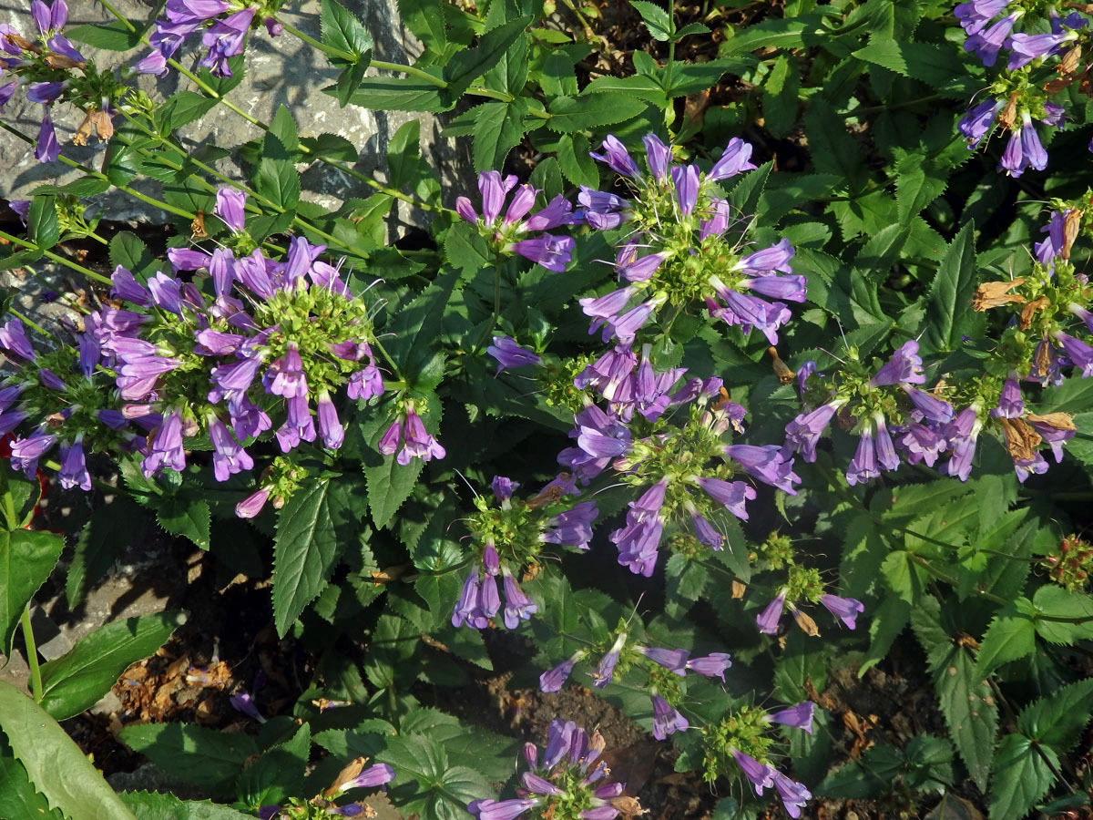 Dračík (Penstemon montanus Greene)