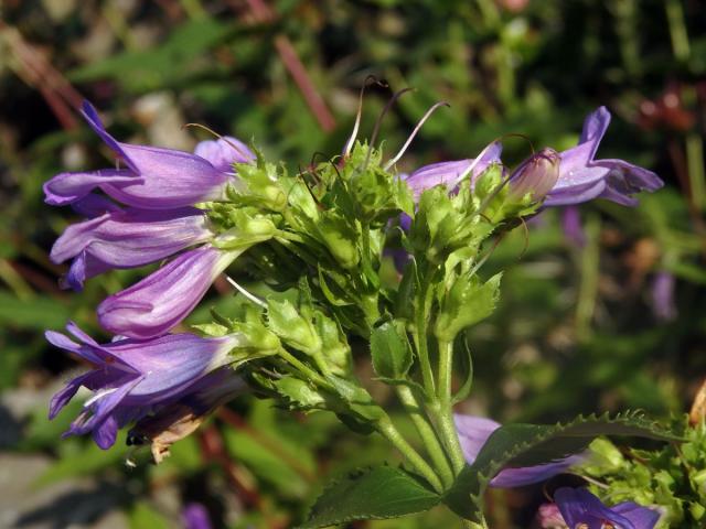 Dračík (Penstemon montanus Greene)