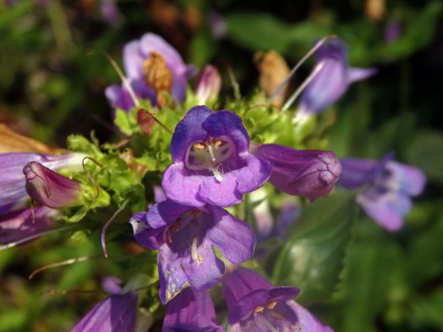 Dračík (Penstemon montanus Greene)