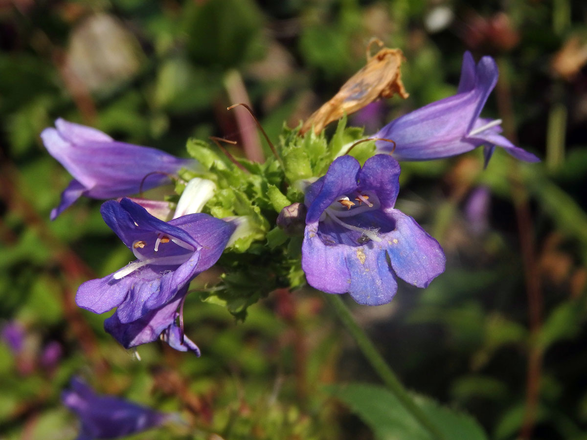 Dračík (Penstemon montanus Greene)