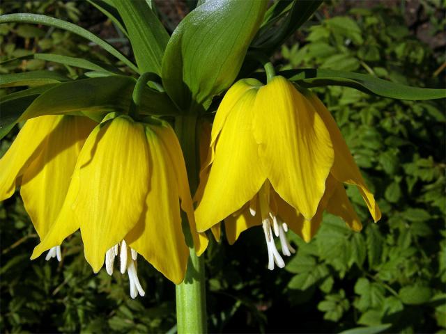 Řebčík královský (Fritillaria imperialis L.)