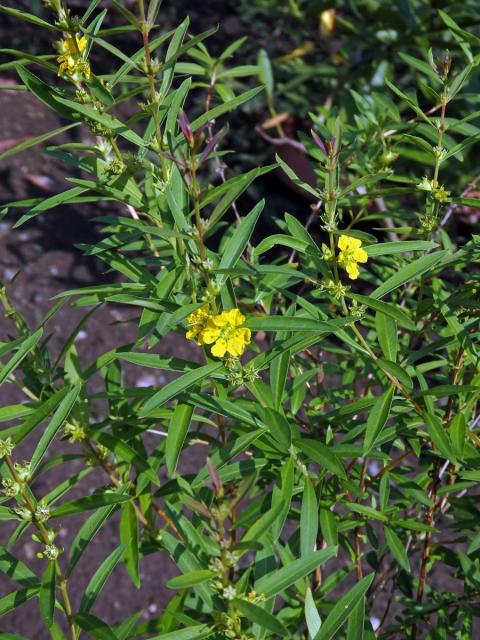 Heimia salicifolia (Kunth) Link