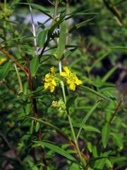 Heimia salicifolia (Kunth) Link