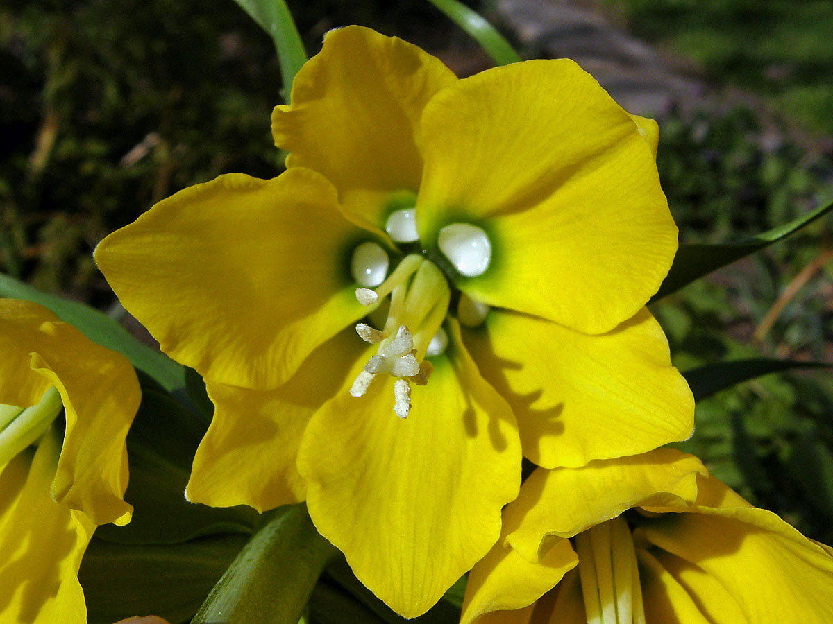 Řebčík královský (Fritillaria imperialis L.)