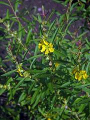 Heimia salicifolia (Kunth) Link