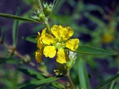 Heimia salicifolia (Kunth) Link