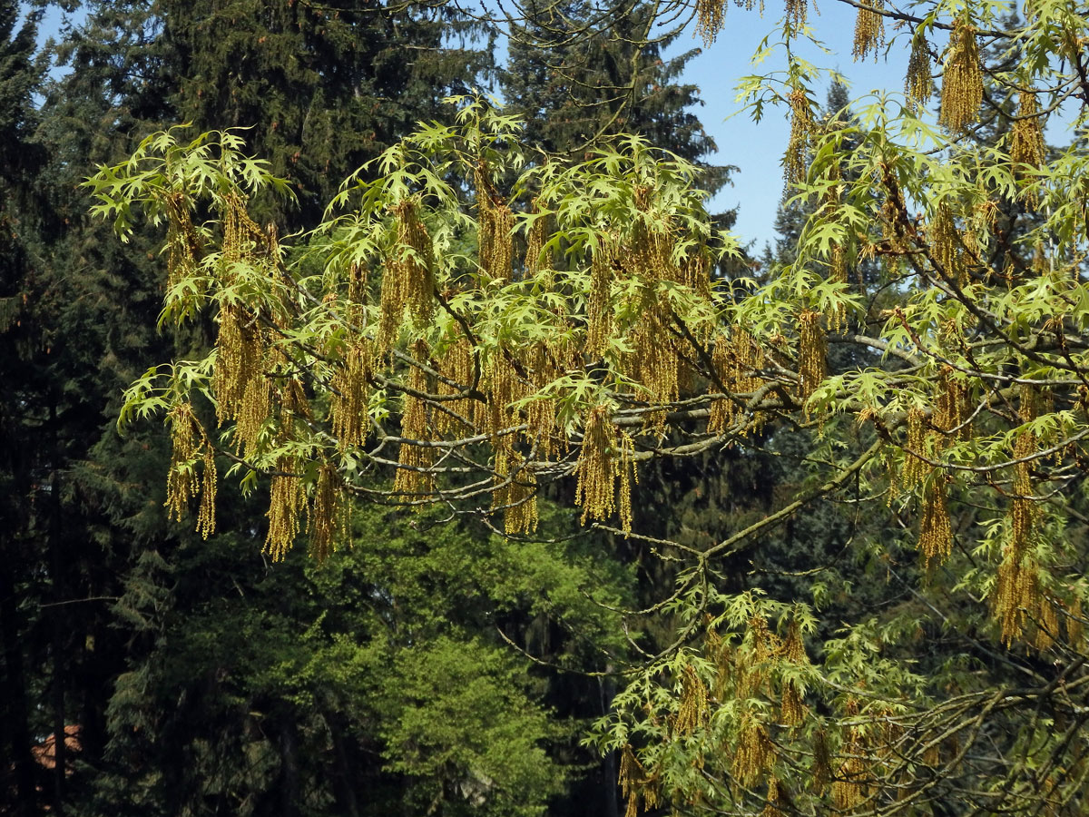 Dub sametový (Quercus velutina Lam.)