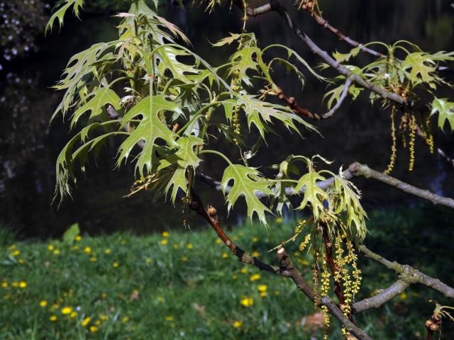 Dub sametový (Quercus velutina Lam.)