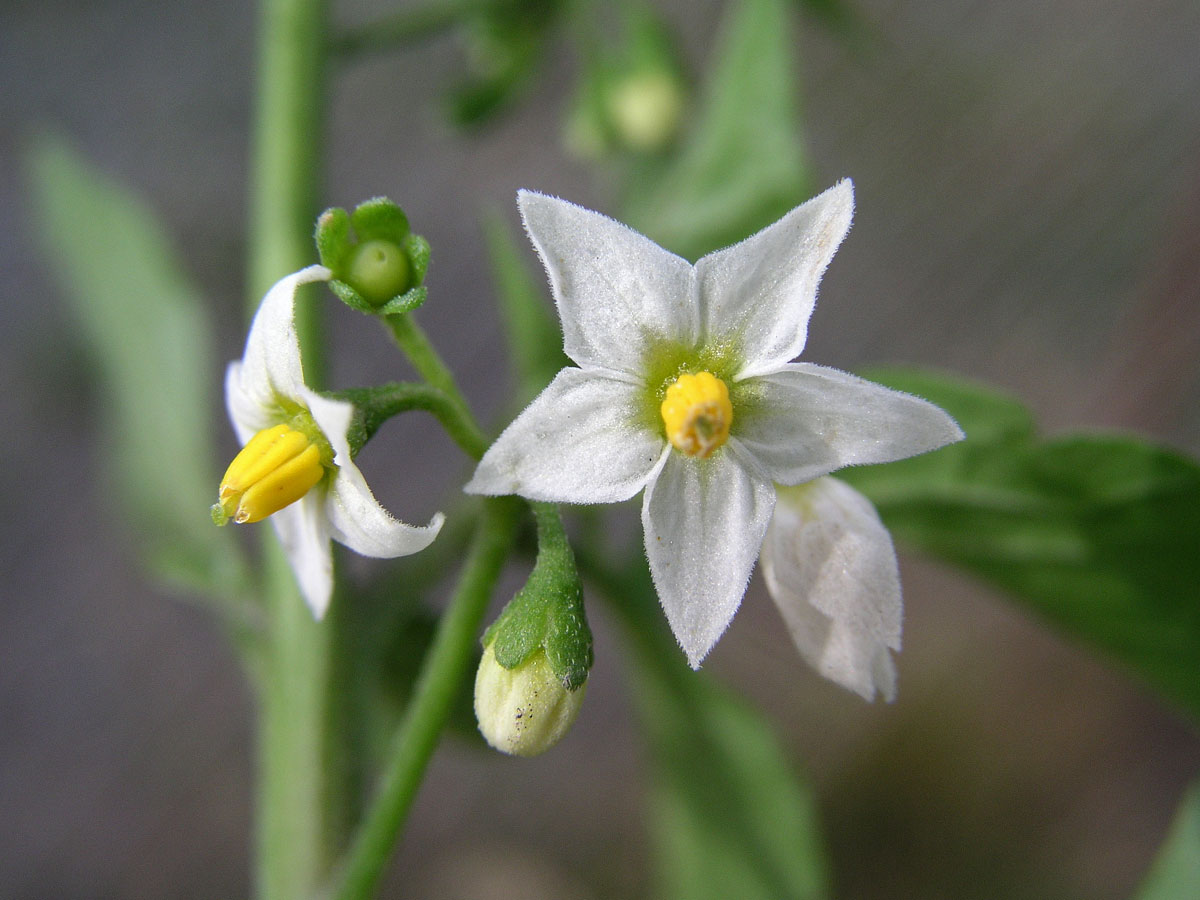 Lilek černý (Solanum nigrum L.)