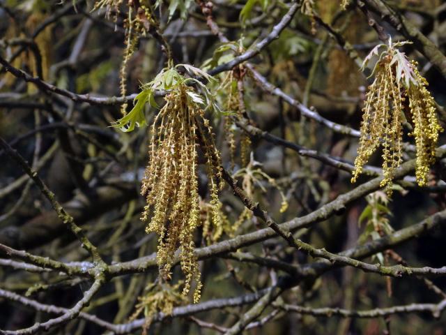 Dub sametový (Quercus velutina Lam.)