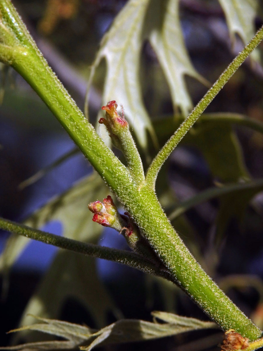 Dub sametový (Quercus velutina Lam.)