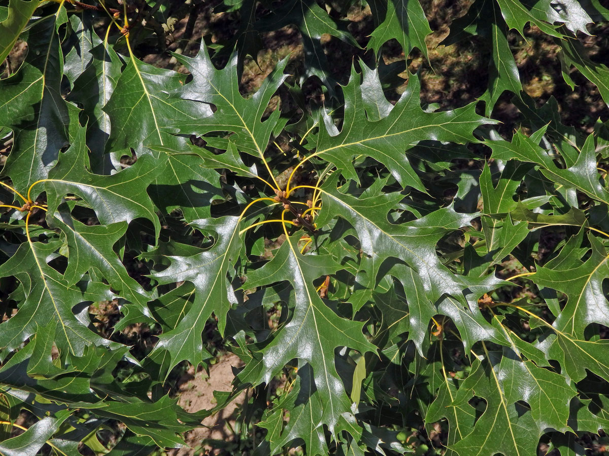 Dub sametový (Quercus velutina Lam.)