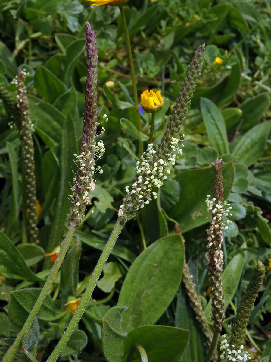 Jitrocel (Plantago peloritana (Lojac.) Gillett)