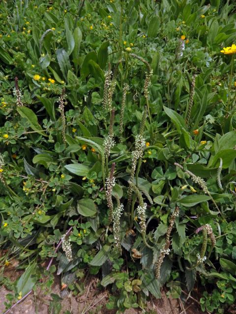 Jitrocel (Plantago peloritana (Lojac.) Gillett)