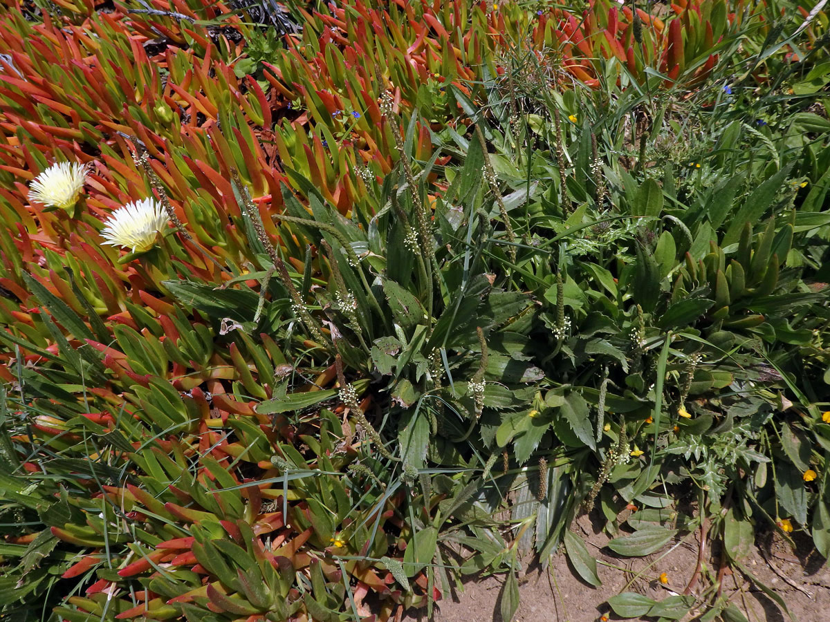 Jitrocel (Plantago peloritana (Lojac.) Gillett)