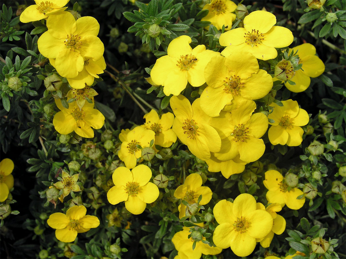 Mochna křovitá (Potentilla fructicosa L.)