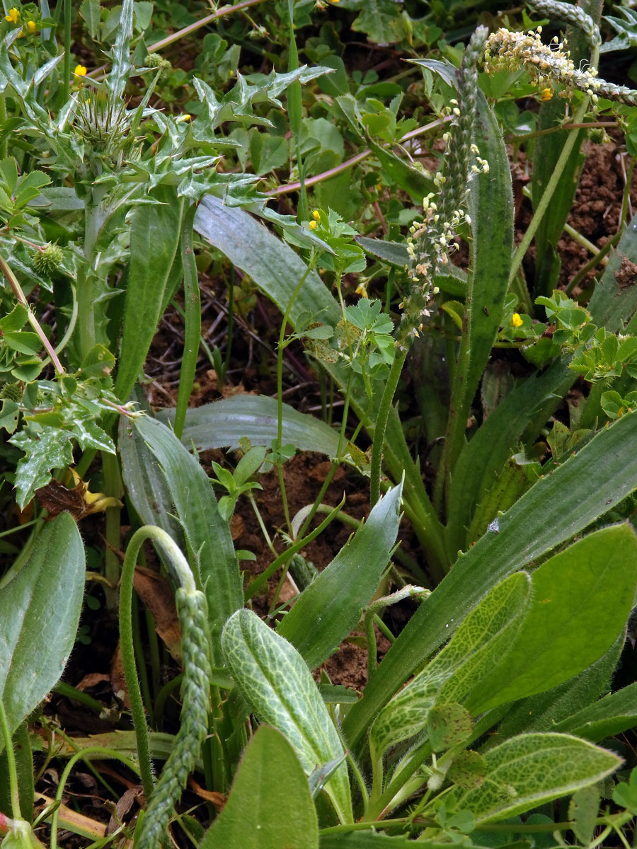 Jitrocel (Plantago peloritana (Lojac.) Gillett)