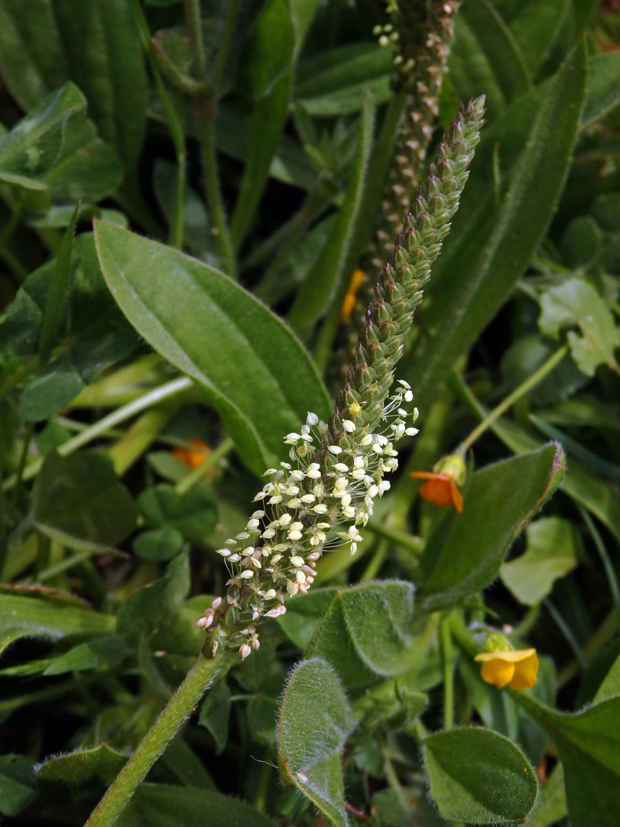 Jitrocel (Plantago peloritana (Lojac.) Gillett)