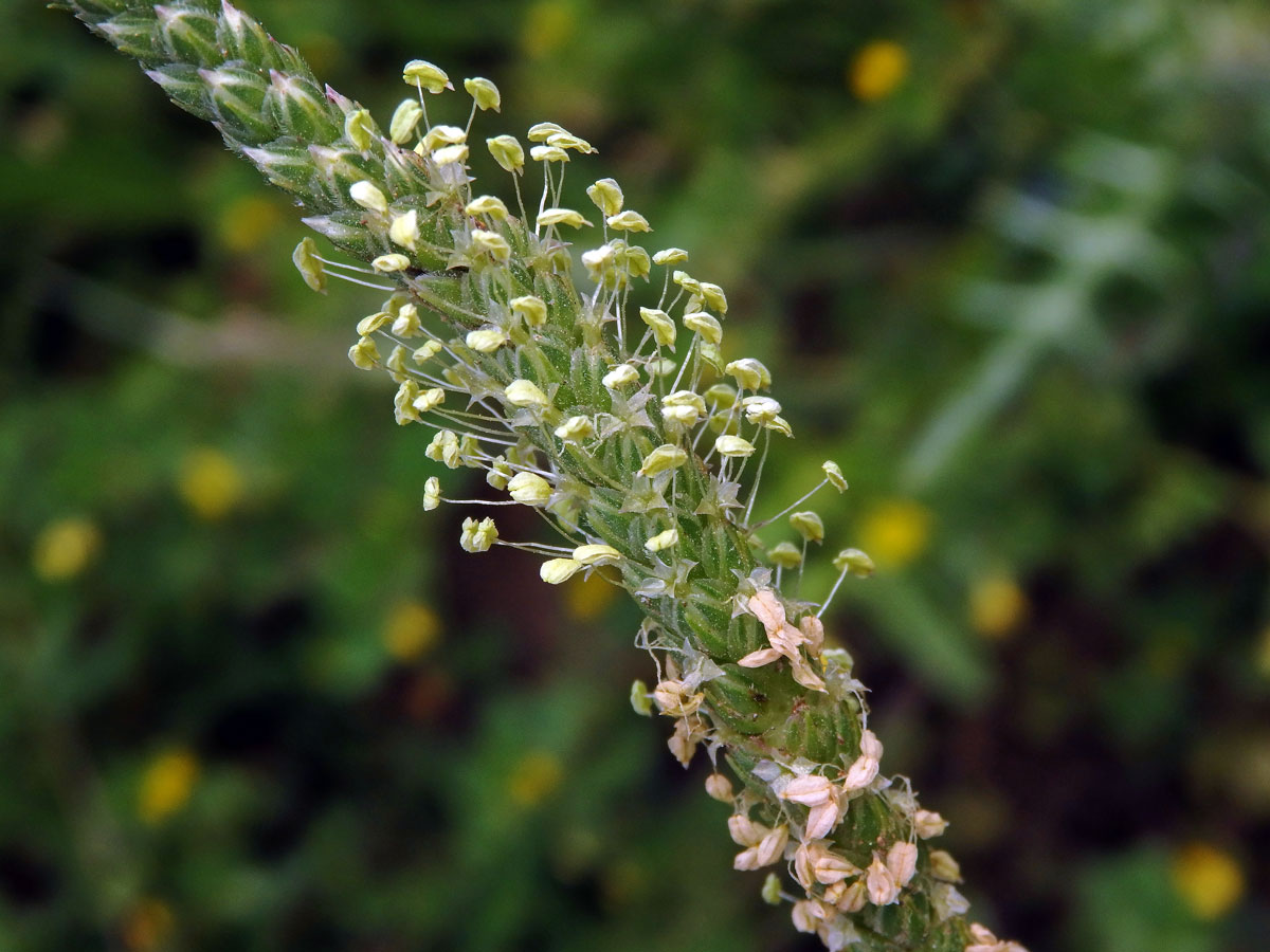 Jitrocel (Plantago peloritana (Lojac.) Gillett)